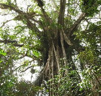 Cathedral Fig Tree - ACT Tourism