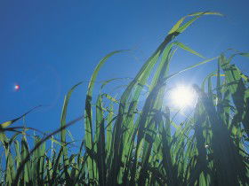 Martyville QLD ACT Tourism