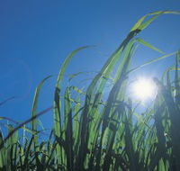 Australian Sugar Industry Museum - ACT Tourism