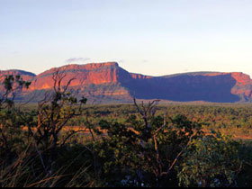 Dingo QLD ACT Tourism