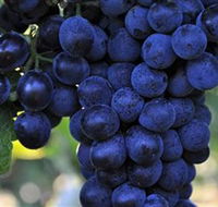 De Bortoli Wines Bilbul - ACT Tourism