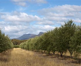 Red Rock Olives - ACT Tourism 1