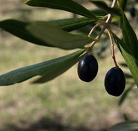 Red Rock Olives - ACT Tourism