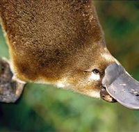 Eungella National Park - ACT Tourism