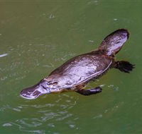 Platypus Viewing at Broken River - ACT Tourism