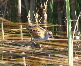 Fivebough Wetlands - ACT Tourism 1