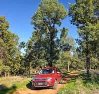 Forest drive - ACT Tourism