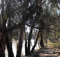 Mia Forest Drives Narrandera - ACT Tourism