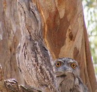 Bird Watching - ACT Tourism