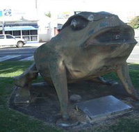 Big Cane Toad - ACT Tourism