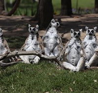 Savannah Visitor Plaza Taronga Western Plains Zoo Dubbo - ACT Tourism