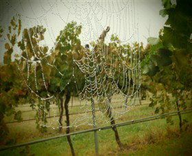 Red Earth Estate Vineyard - ACT Tourism 8