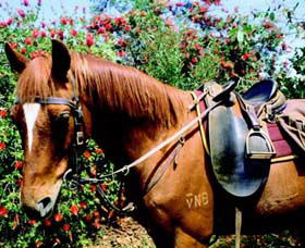 Western Plains Riding Centre - ACT Tourism 0