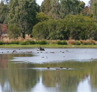 Cussen Park - ACT Tourism