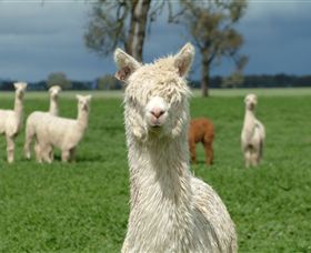 Creswick Woollen Mills - ACT Tourism 1