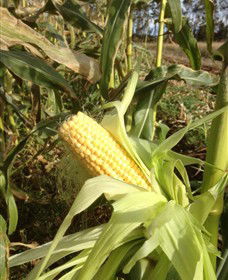 Captains Creek Organic Wines - ACT Tourism 2