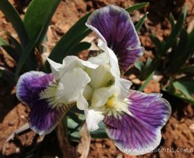 Sunshine Iris Nursery - ACT Tourism 0