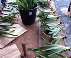 Sunshine Iris Nursery - ACT Tourism 2