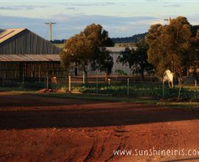 Sunshine Iris Nursery - ACT Tourism 1