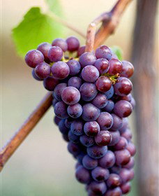 Ellender Estate - ACT Tourism 6