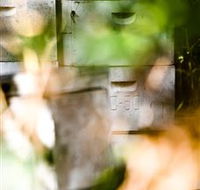 Bees on Keswick Island - ACT Tourism