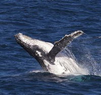 Whale Watching on Keswick Island - ACT Tourism