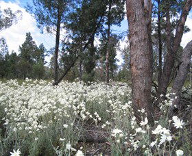 Self Drive Geology And Nature Trails - ACT Tourism 4