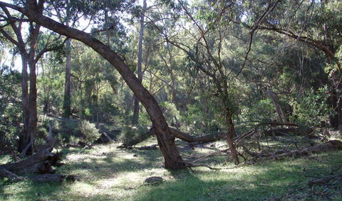 Mount Nangar Walking Track - ACT Tourism 1