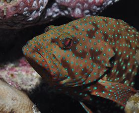 Challenger Bay Dive Site - ACT Tourism 3