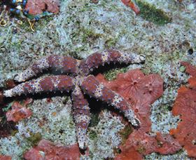 Challenger Bay Dive Site - ACT Tourism 2