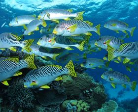Challenger Bay Dive Site - ACT Tourism 0