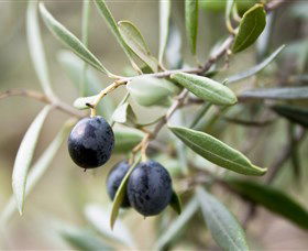 Wollundry Grove Olives - ACT Tourism 2