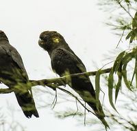 Conimbla National Park - ACT Tourism