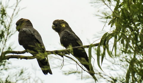 Conimbla National Park - ACT Tourism 0