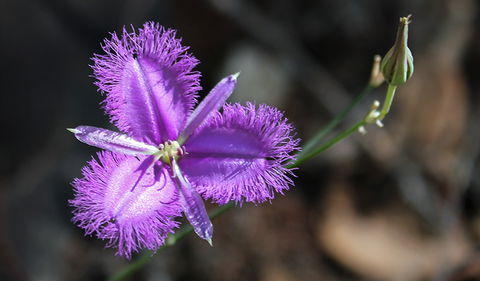Conimbla National Park - ACT Tourism 3