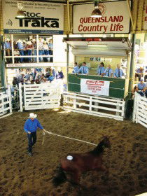 Gracemere Exhibition Complex - ACT Tourism 0