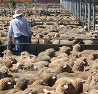 Livestock Marketing Centre - ACT Tourism