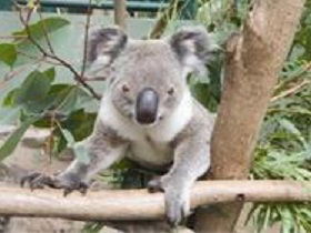 The Rockhampton Zoo - ACT Tourism 1
