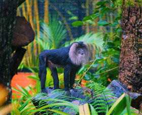 The Rockhampton Zoo - ACT Tourism 3