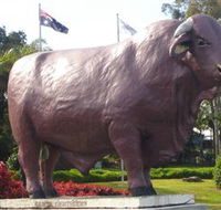 Rockhampton Bull Statues - ACT Tourism