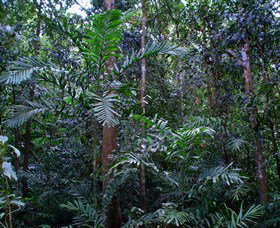 Kutini-Payamu (Iron Range) National Park (CYPAL) - ACT Tourism 2