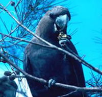 Mount Archer National Park - ACT Tourism