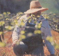 Canobolas Smith Winery - ACT Tourism