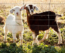 Dunkell Goats - ACT Tourism 3