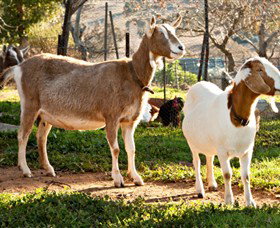 Dunkell Goats - ACT Tourism 1