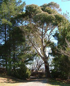 Habitat Vineyard - ACT Tourism 1