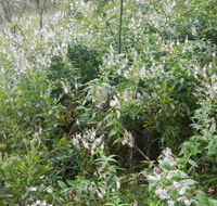Snowgum walking track - ACT Tourism