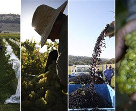 Ross Hill Wines - ACT Tourism 1