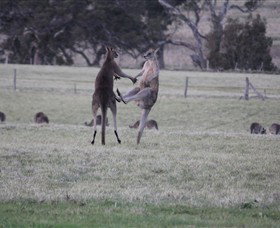 Living Legends: The International Home Of Rest For Champion Horses - ACT Tourism 2