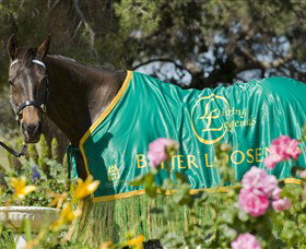 Living Legends: The International Home Of Rest For Champion Horses - ACT Tourism 0